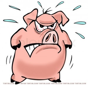 angry pig 1