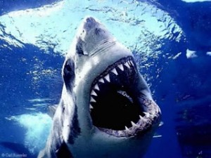 great white picture