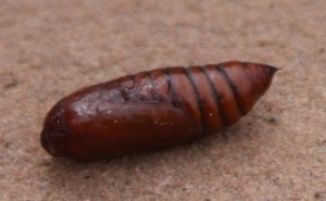 pupa pic