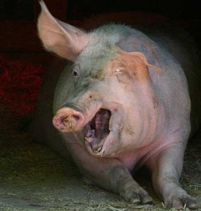 angry pig pic