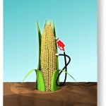 corn JPEG