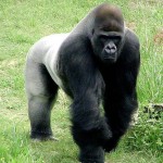 silverback pic