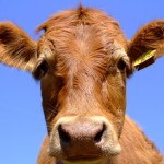 cow 2