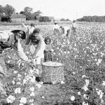 slaves cotton