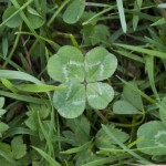 Clover 1