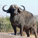 cape buffalo