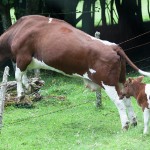 cow fence jump