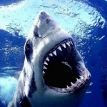 great white picture