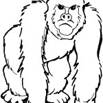 Gorilla