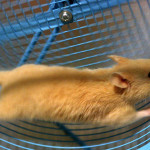 gerbil wheel pic