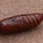 pupa pic