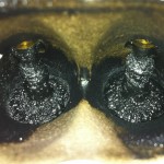 carbon on valves