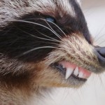 rabid raccoon