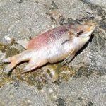 dead fish