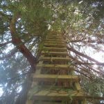 tree ladder