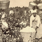 Enslaved-Blacks-picking-cotton