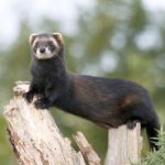 polecat