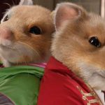 ’20 gerbils