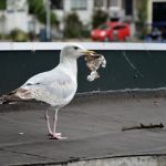 seagull