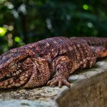 tegu-lizard-sleeping_lrg