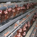 battery-hens-in-cages