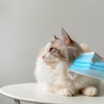 cat diaper