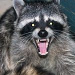 rabid coon