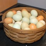 eggs in basket