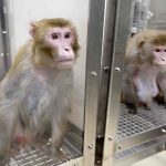 Rhesus moneky