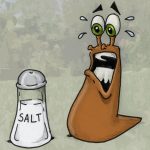 salt slug