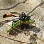 parasite wasp