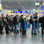 airport cattle