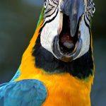 parrot squawk